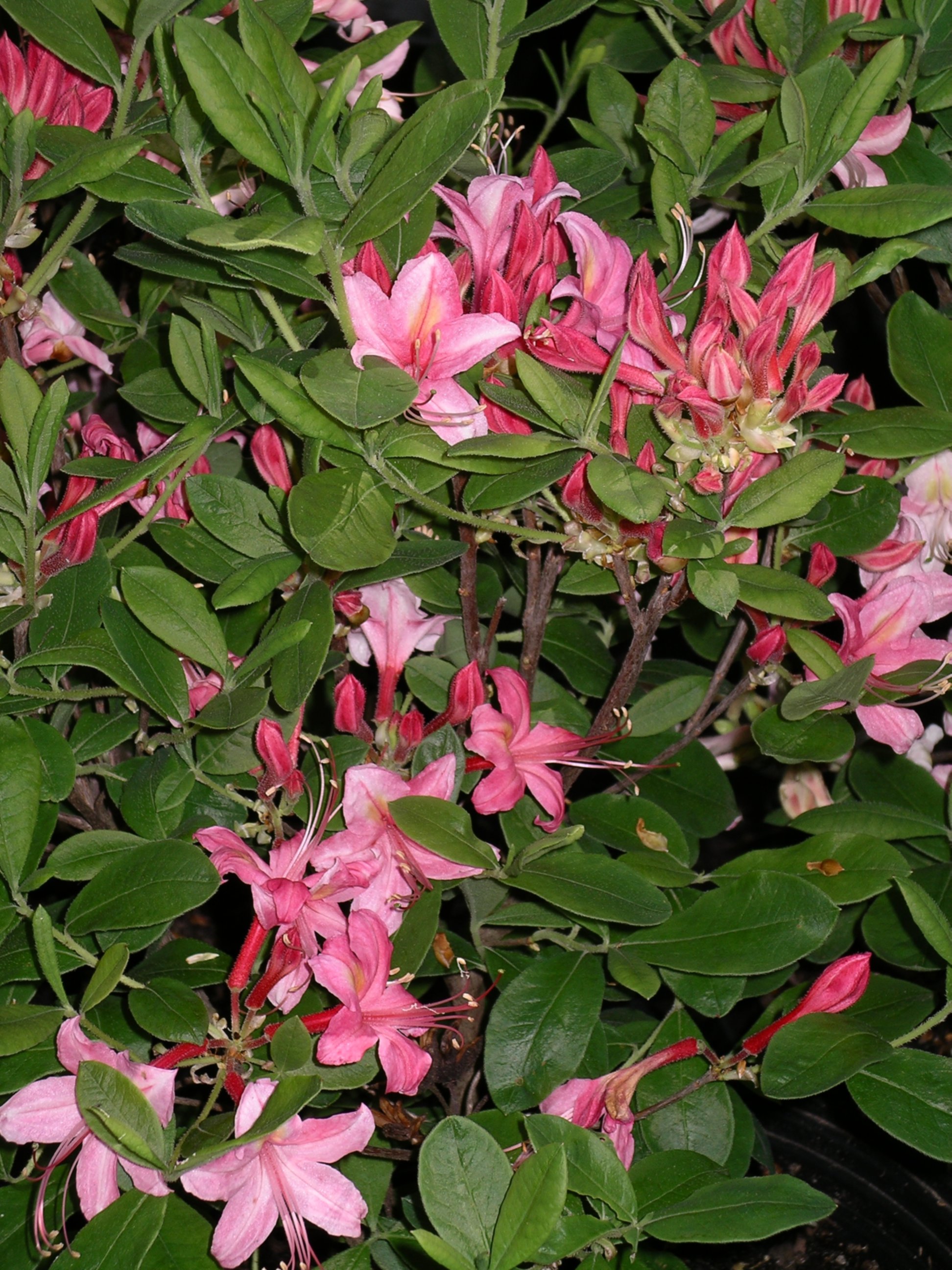 Choptank Rose Rhododendron